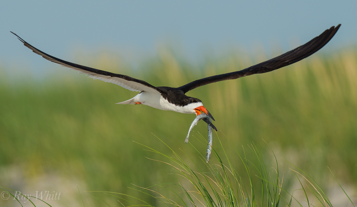 Skimmer with fish