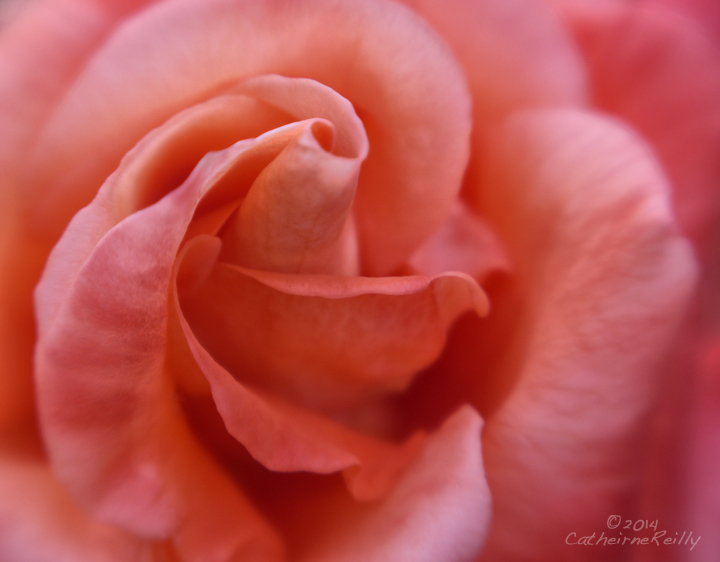 Rose Perfect