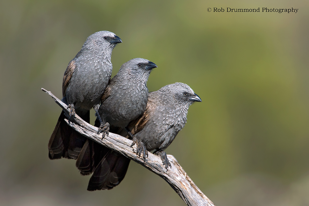 Apostlebirds