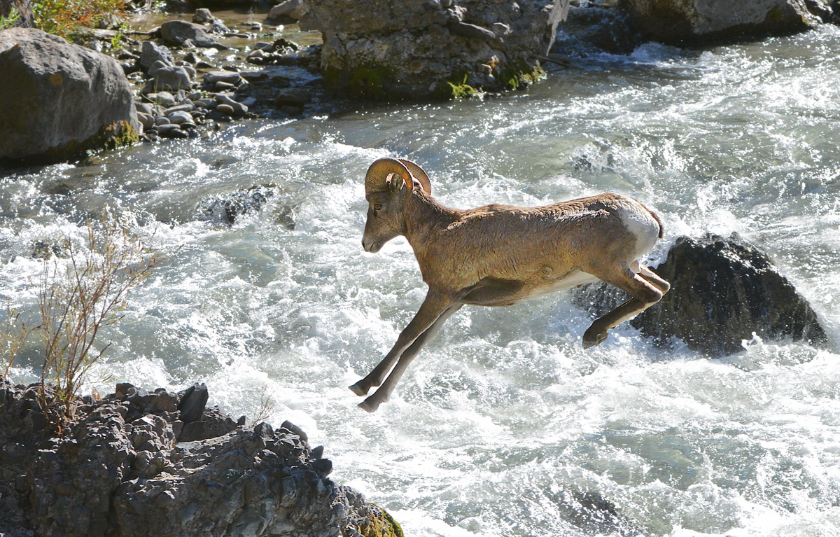 Leap of Faith