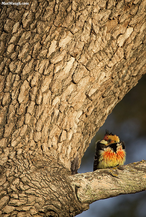 Sleepy Barbet