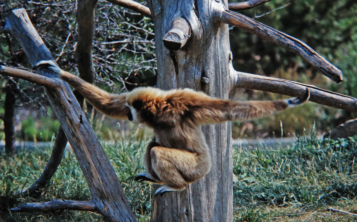 Gibbon
