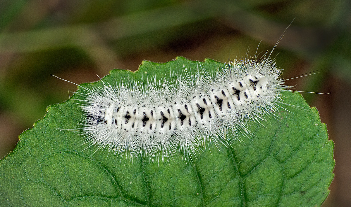 Hickory Tussock Moth