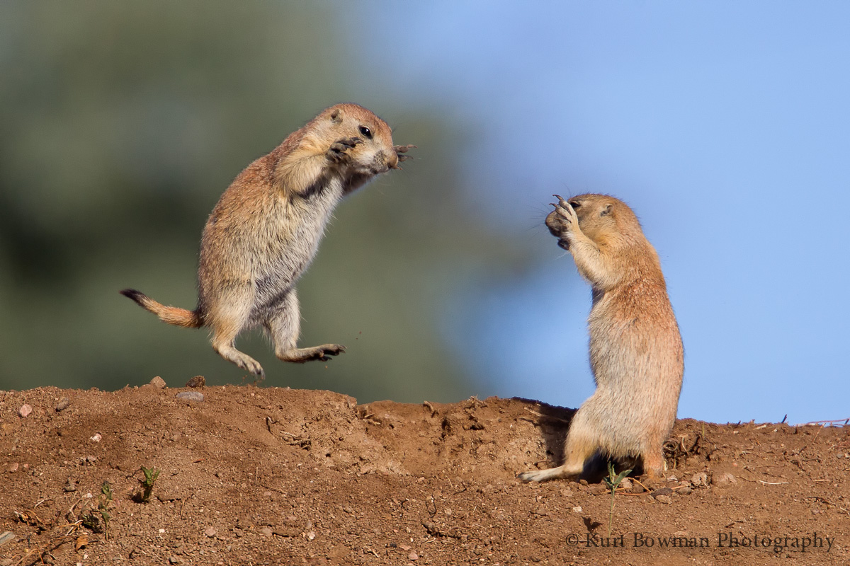 Kung Fu Prairie Dogs