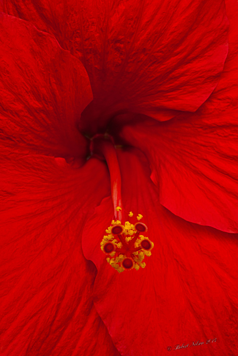 Hibiscus too