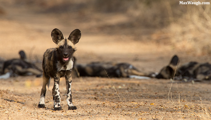 Wild Dog Pups