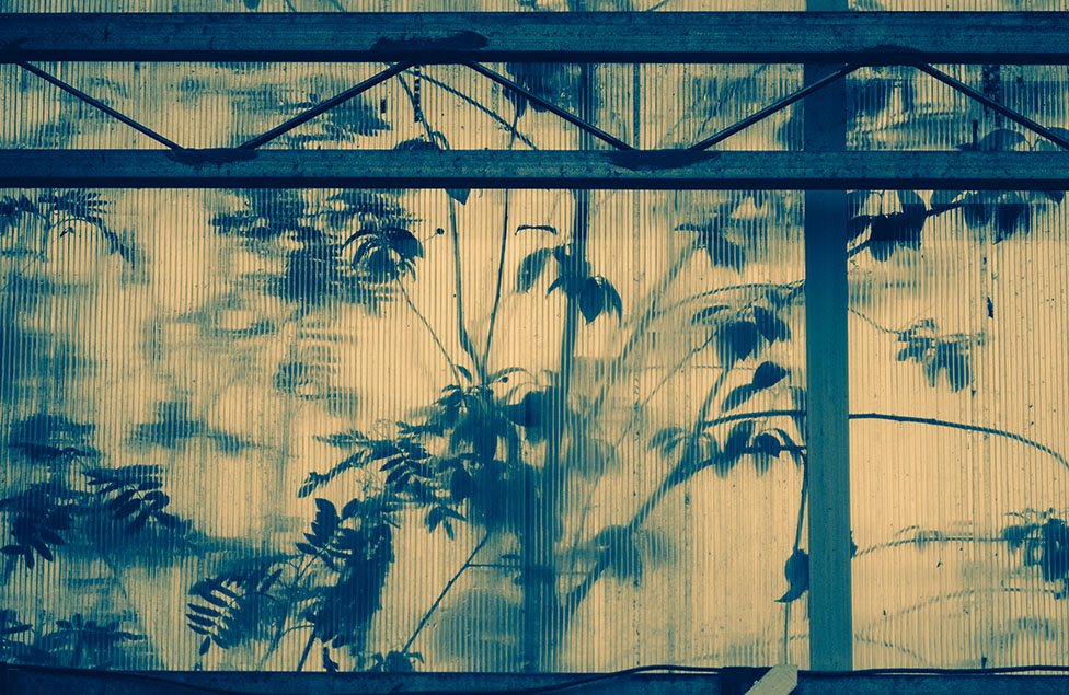 Urban Jungle