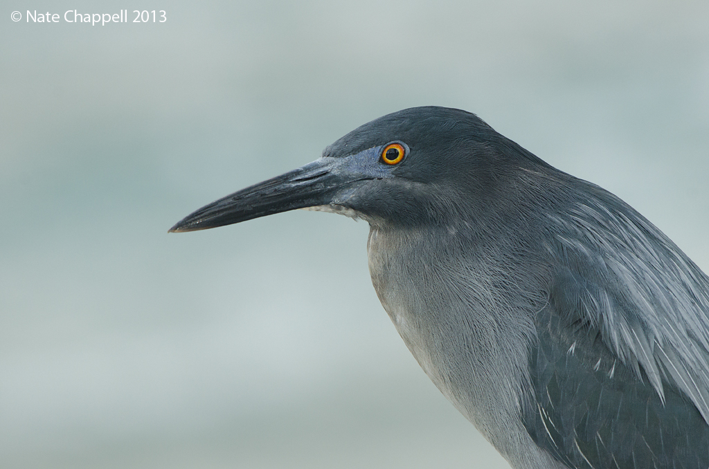 Lava Heron