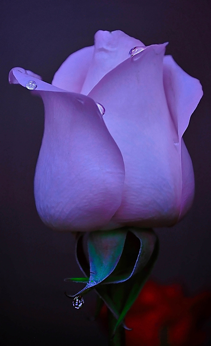 Blue Grace
