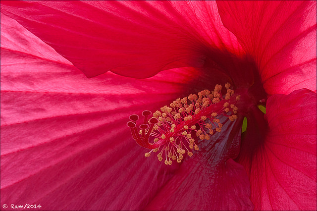 Red Hibiscus