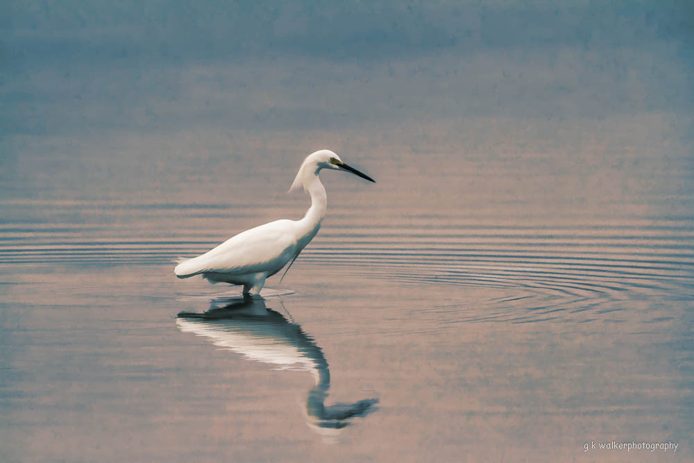 Snowy Egret in Blue