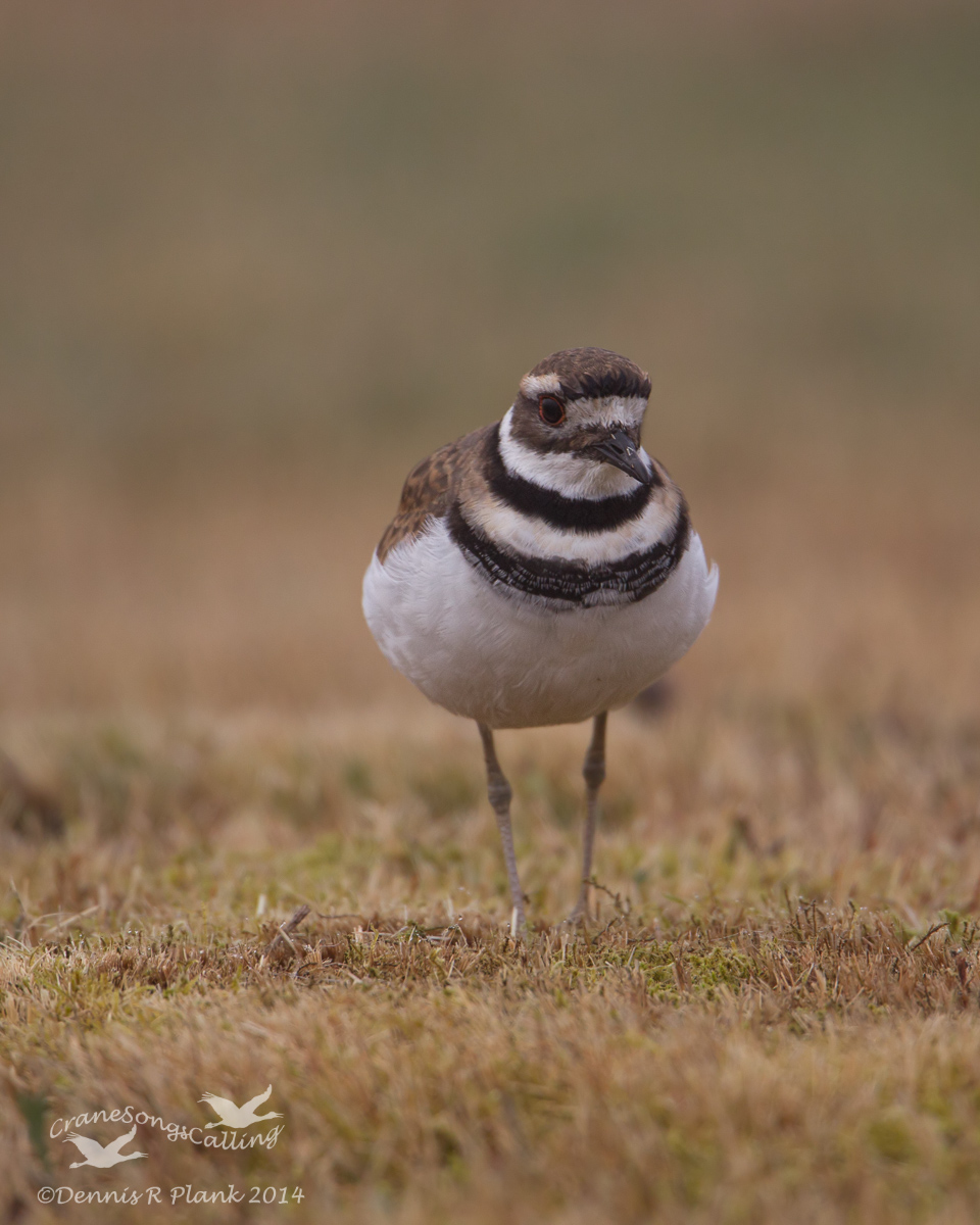 Kildeer in Fog & repost
