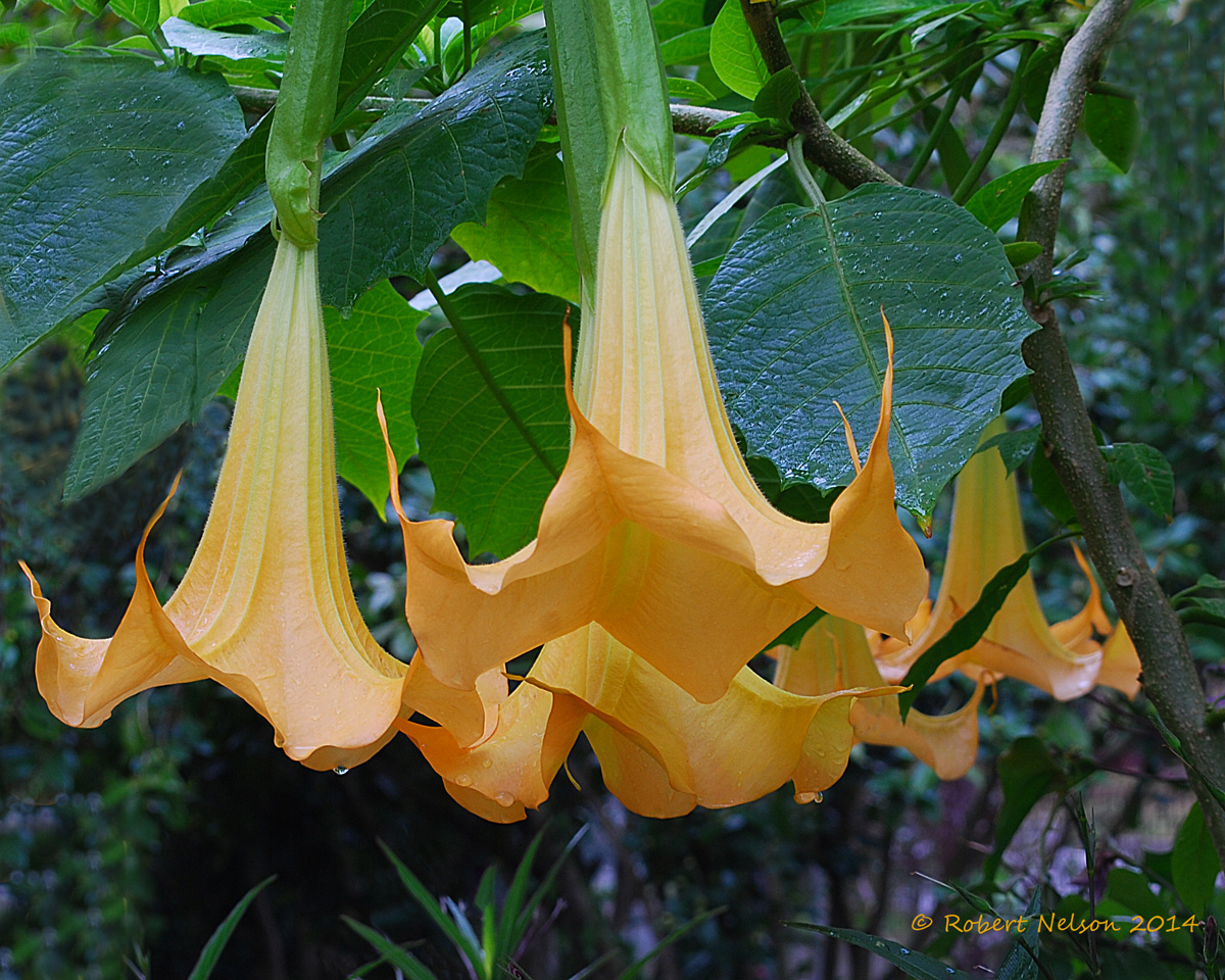 Trumpets