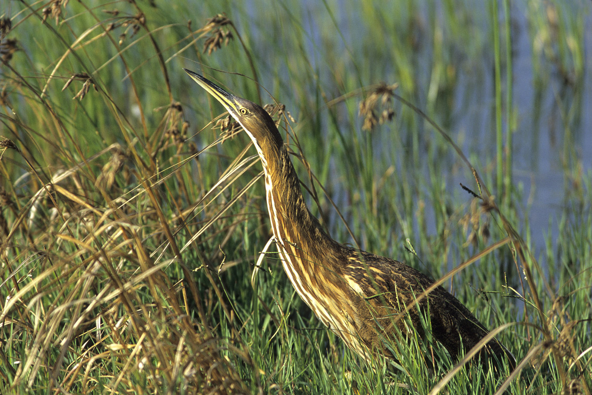 American Bittern