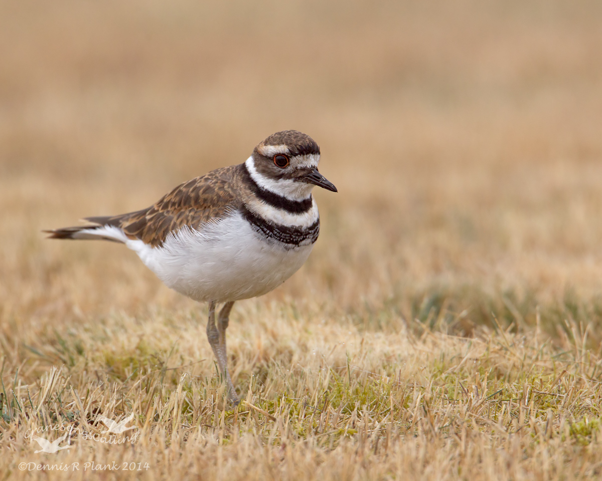 One more Killdeer