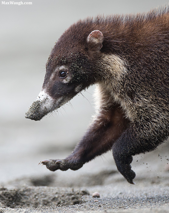 Coati on the Run