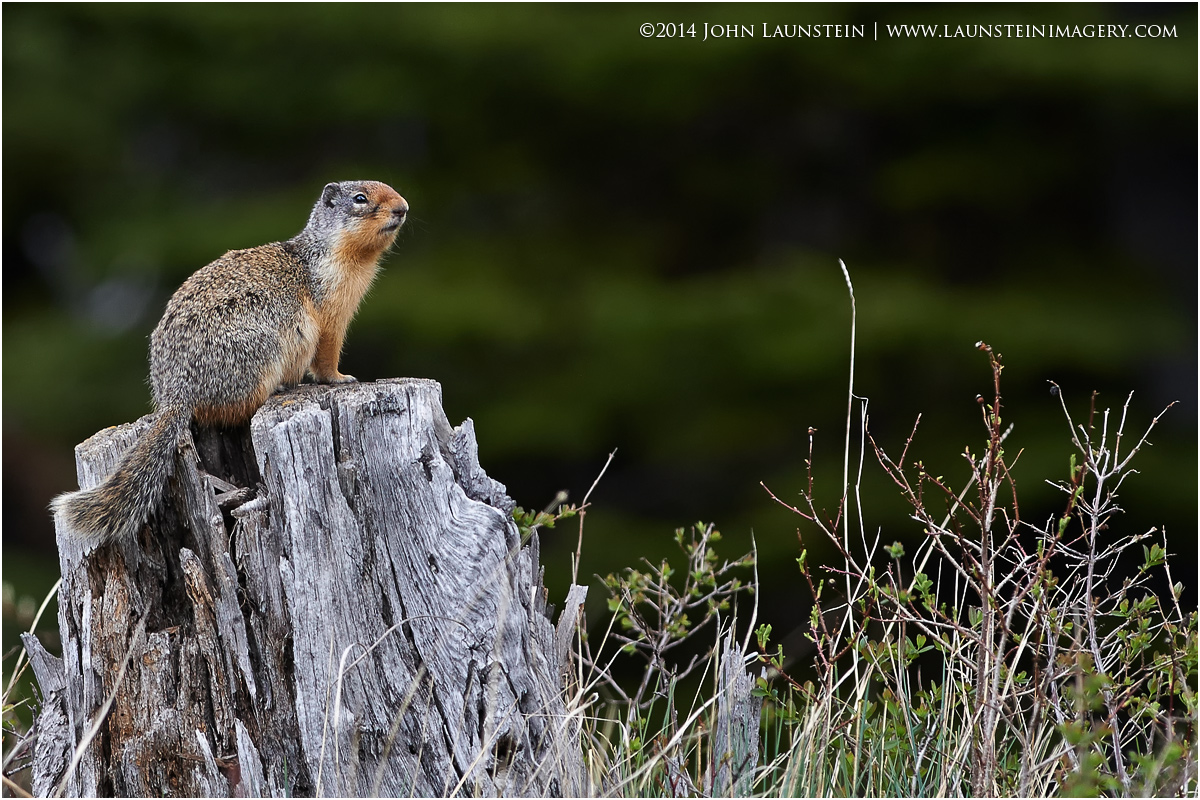 On the Lookout