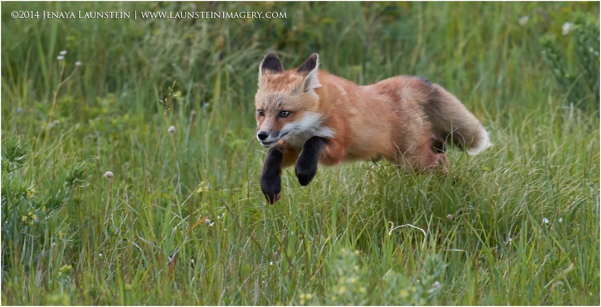 Leaping Fox Kit
