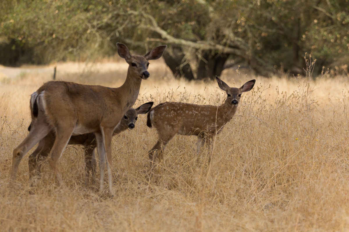 Mom and Twins