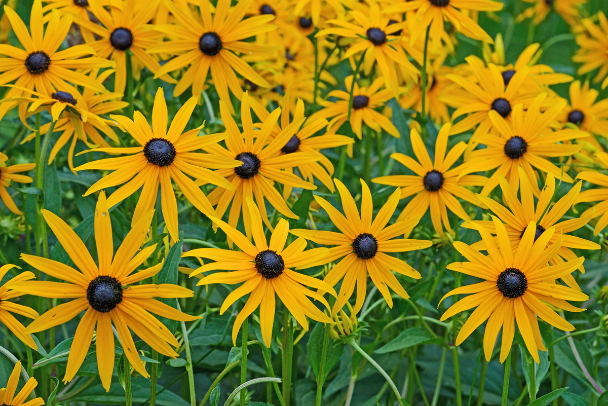 Smiling  blackeye susans