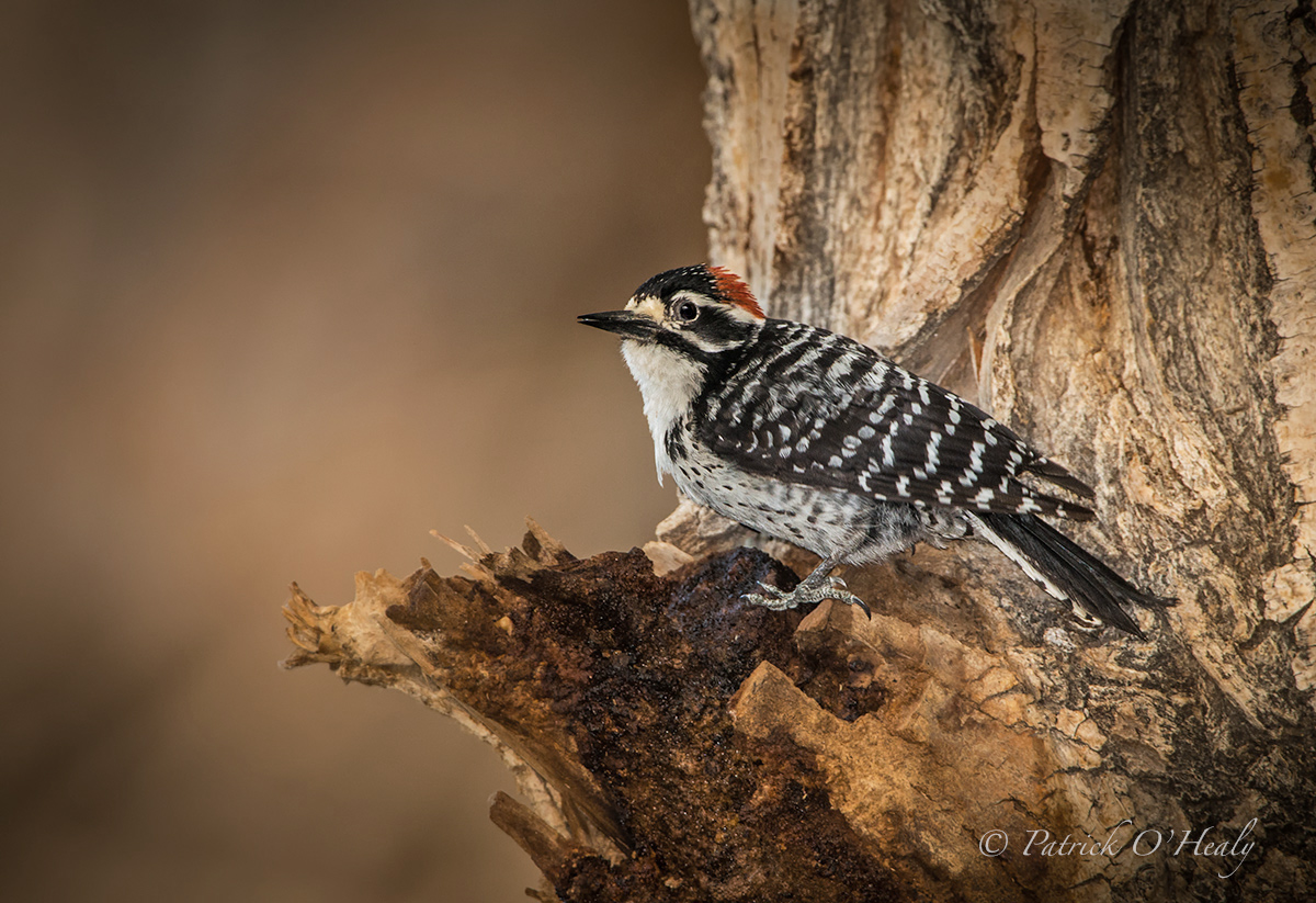 Ladderback Woodpecker