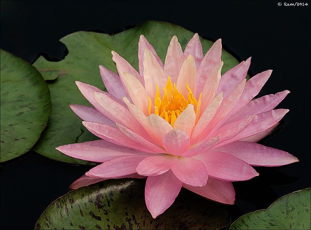Waterlily