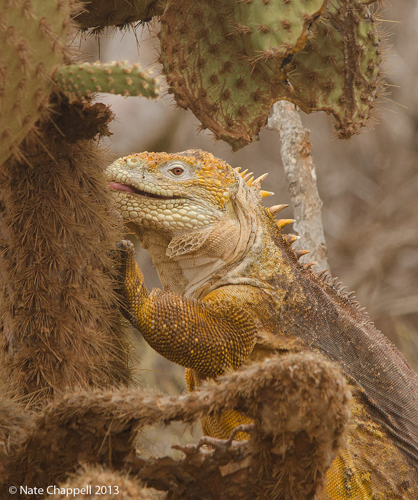 Galapagos Land Iguana 