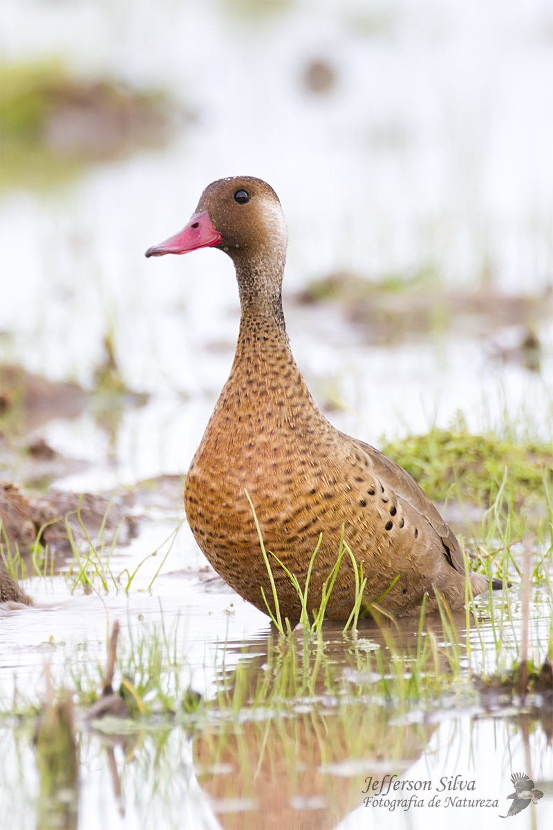 Brazilian Teal
