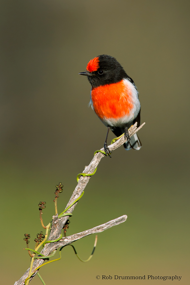 Red-capped Robin
