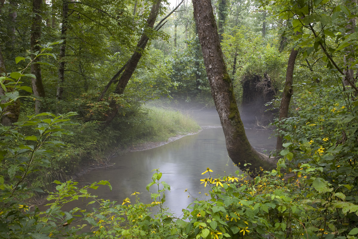 Smoky Mountain Stream