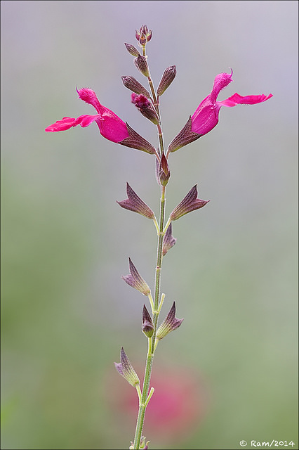 Salvia Penstemonoides 