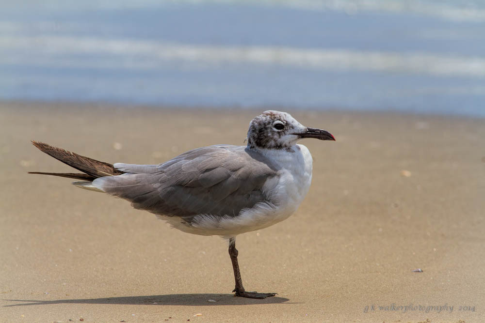 One-Legged Gull