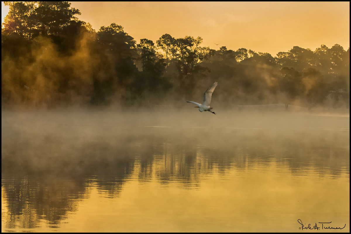 Lonley Egret
