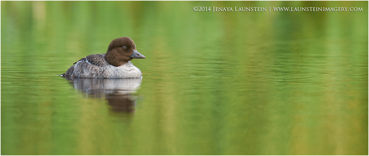 Hanging Out In the Pond