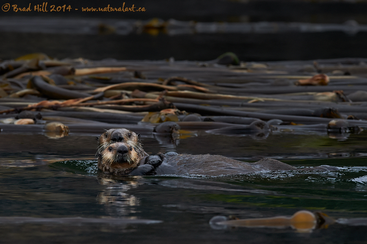 Cruisin' the Kelp