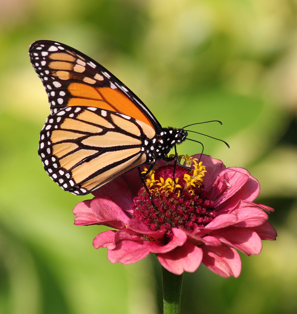 Monarch