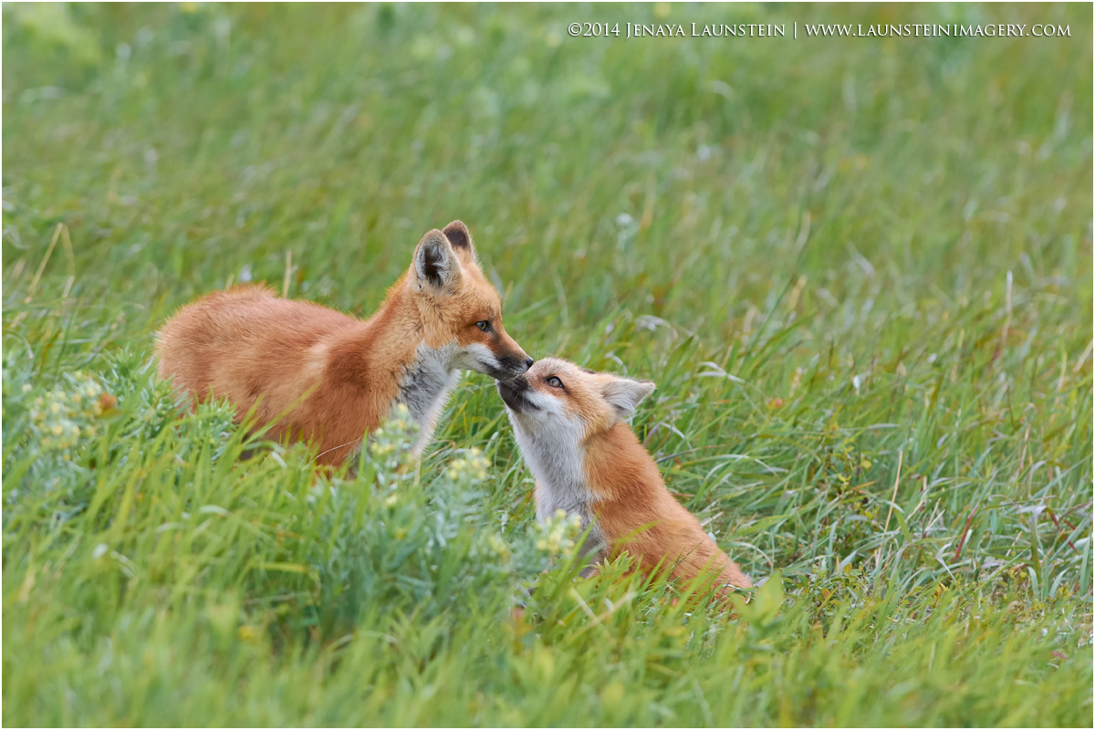 Nuzzling Kits