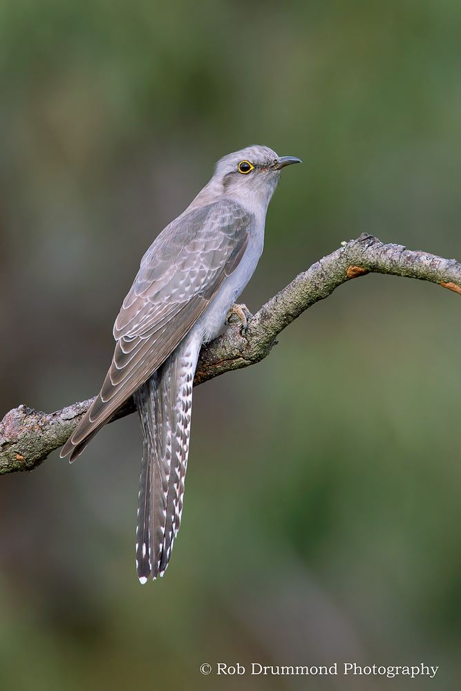 Pallid Cuckoo