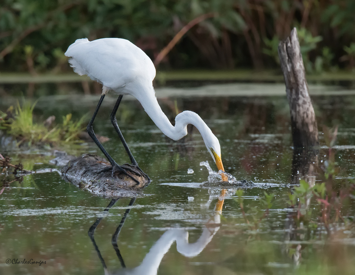 Great Egret