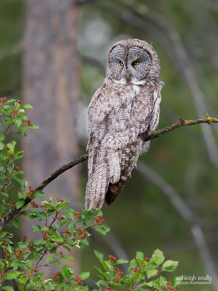Great Gray Owl