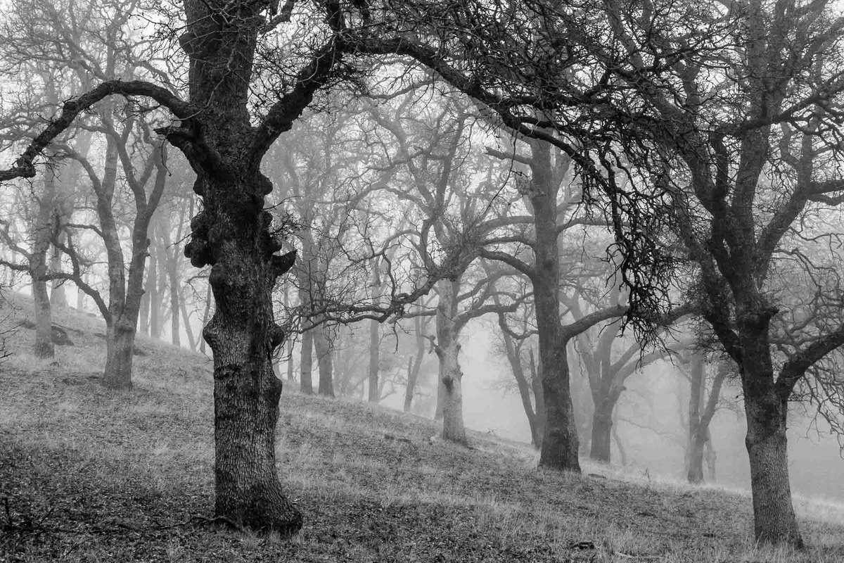 Creepy Fog