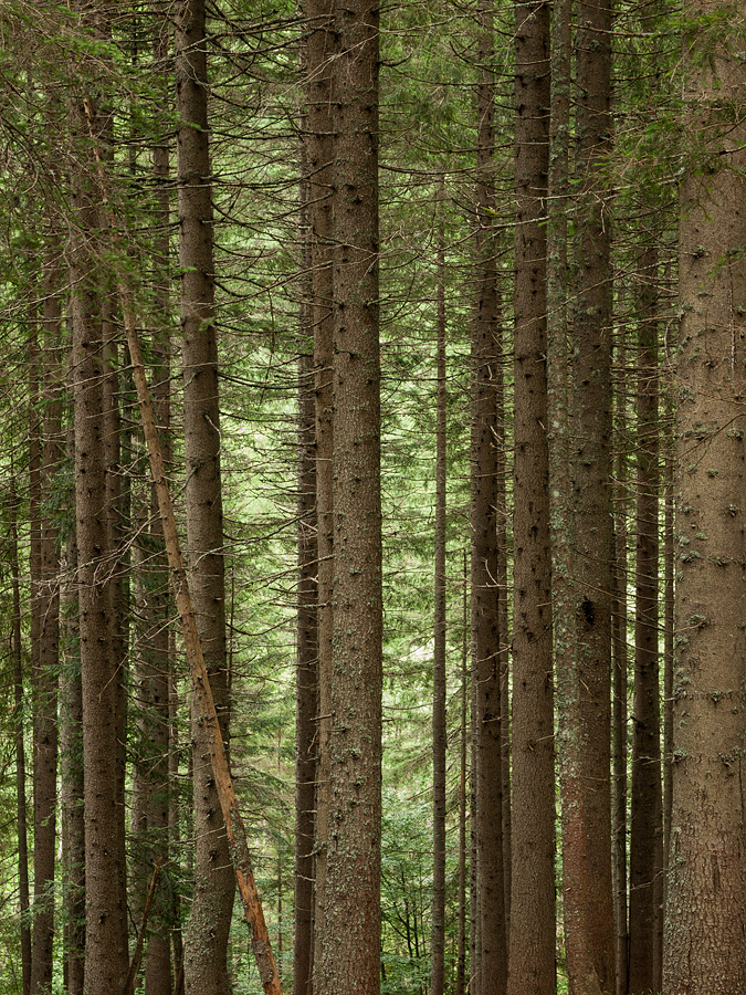 Forest Scene