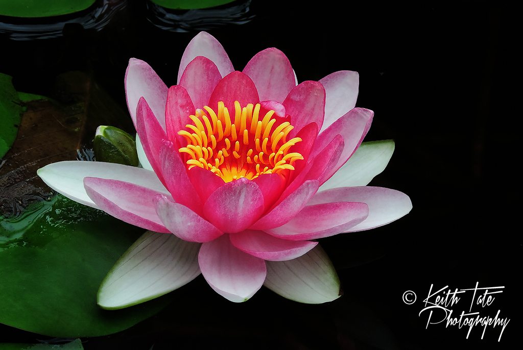 Pink Water Lily