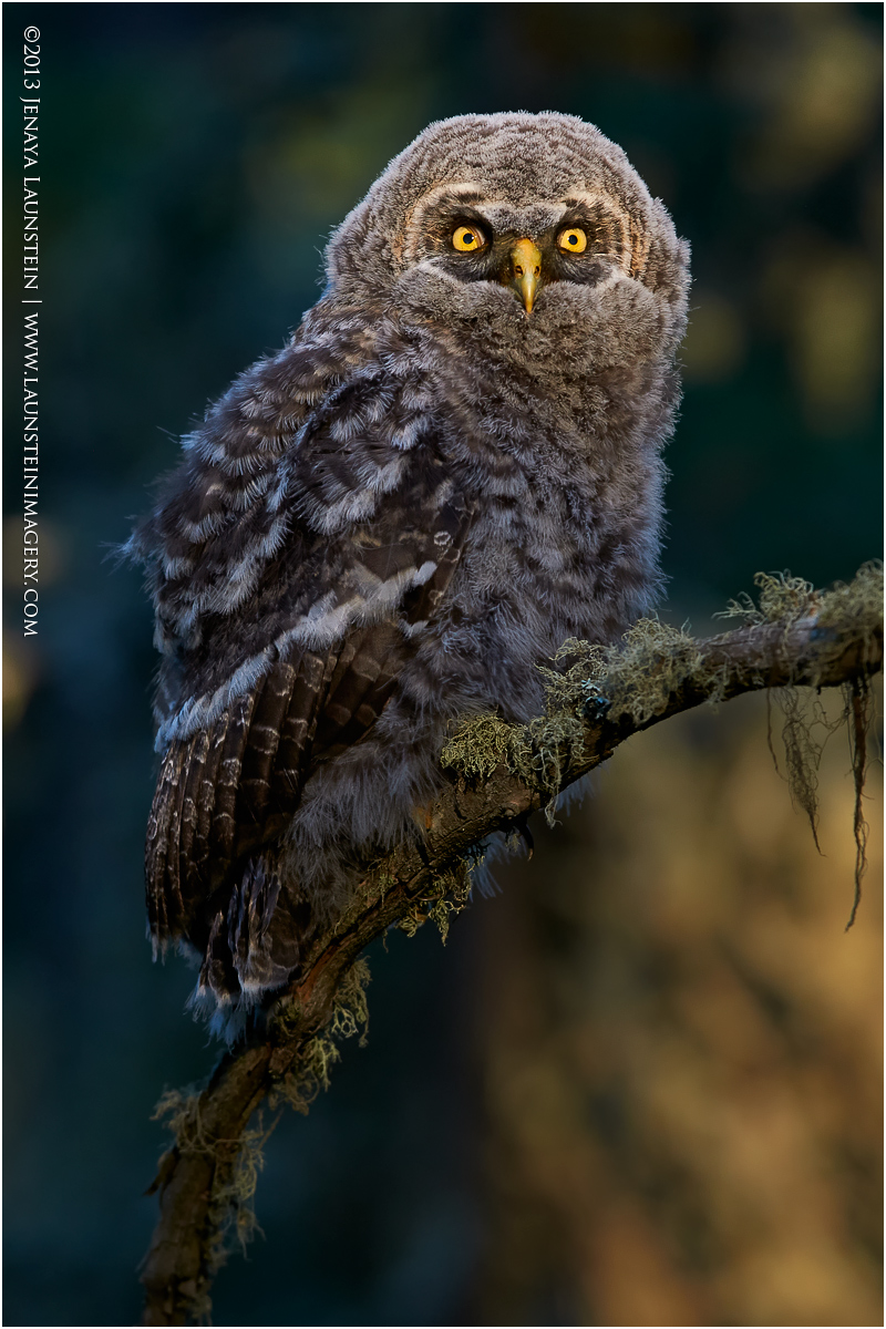 Branching Owlet