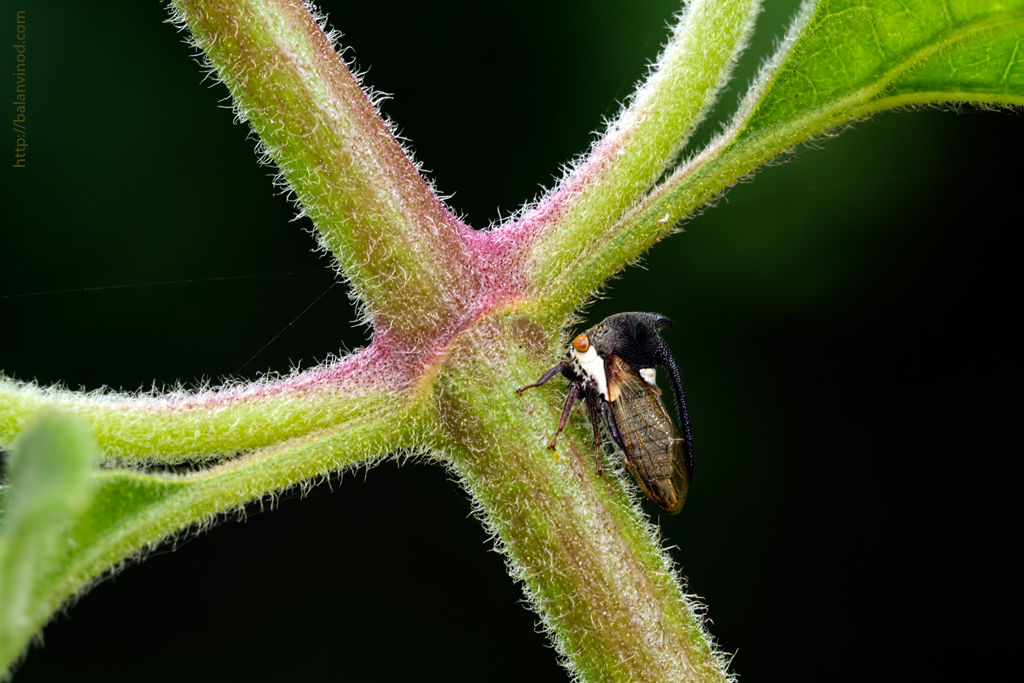 Tree Hopper Cross