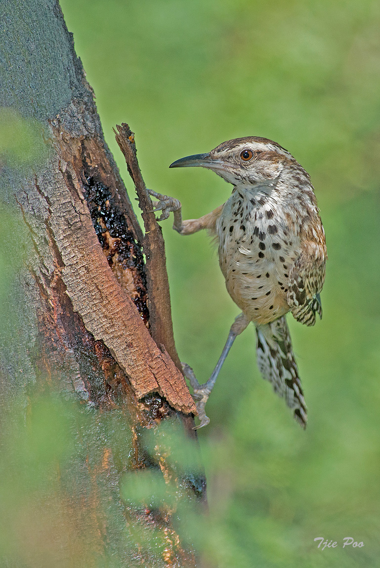 Cactus Wren