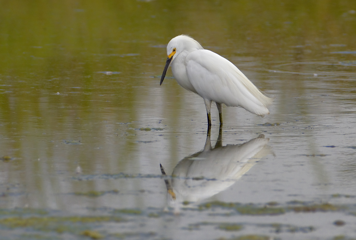 Snowy Egret