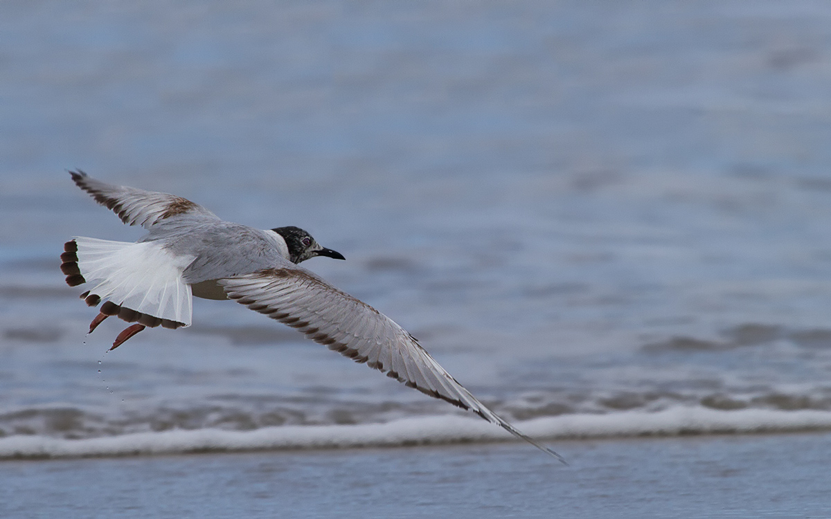 Bonaparte's Gull