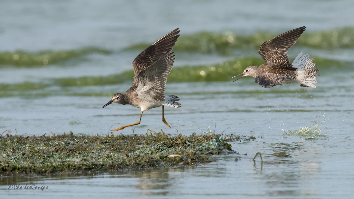 Lesser Yellowlegs
