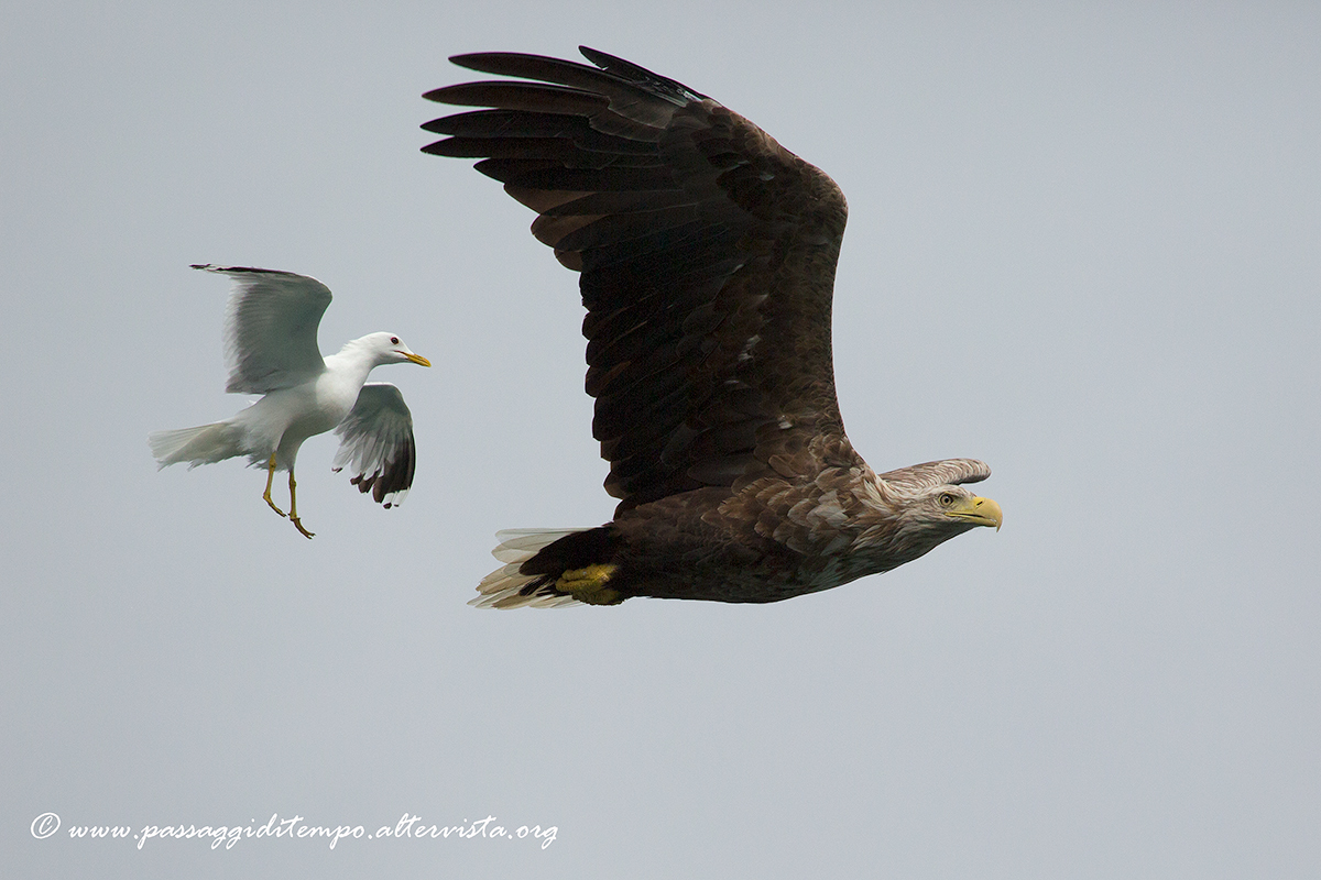 White tailed eagle
